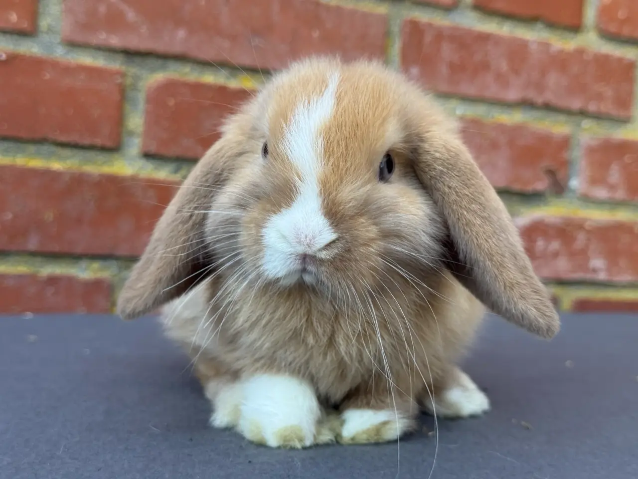Billede 2 - Mini lop hankanin