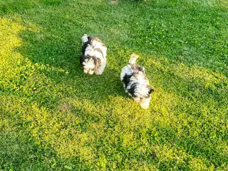 Søde Shih-tzu hvalpe leder efter deres nye familie - 4