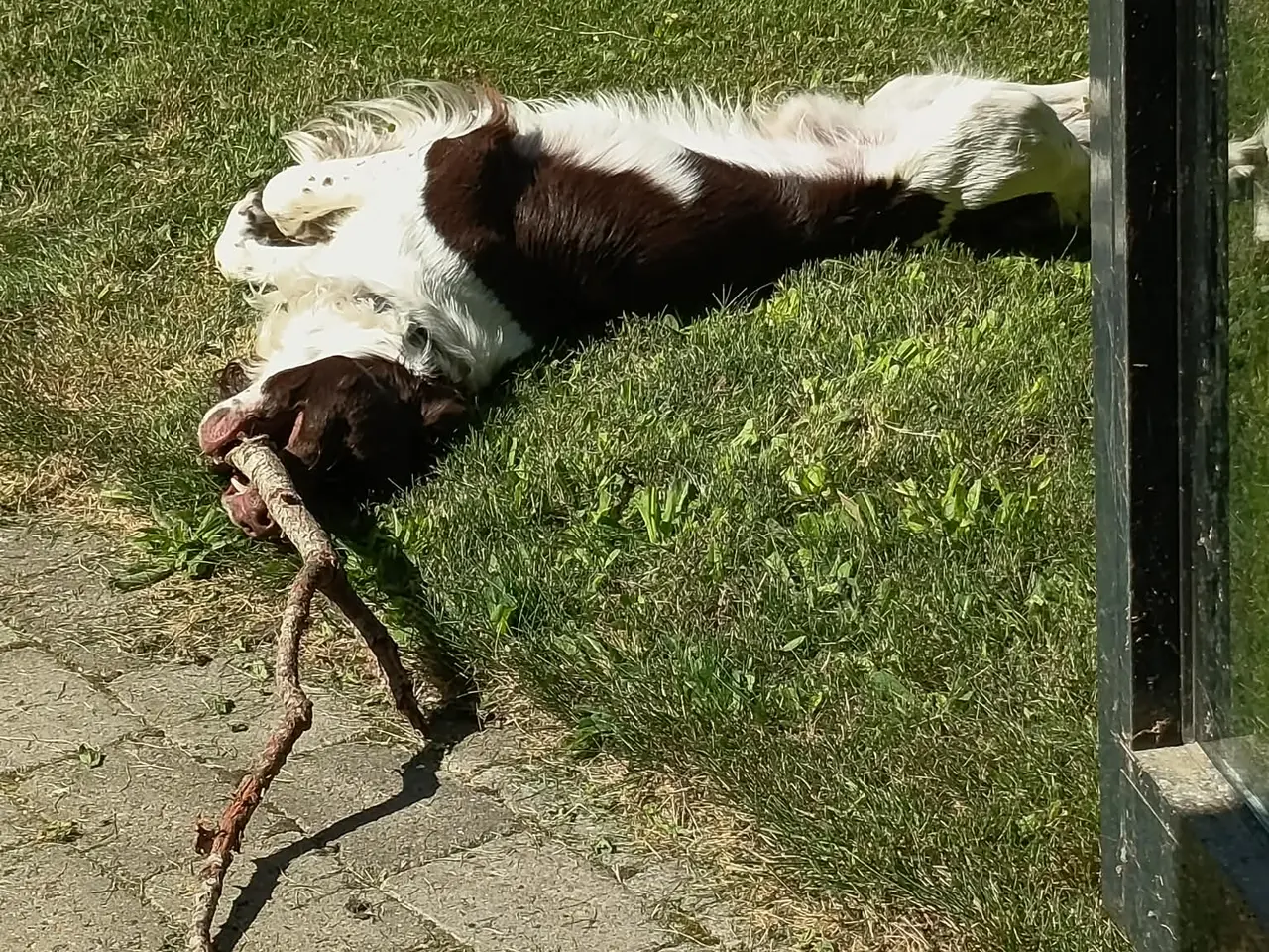 Billede 4 - Ft springer spaniel