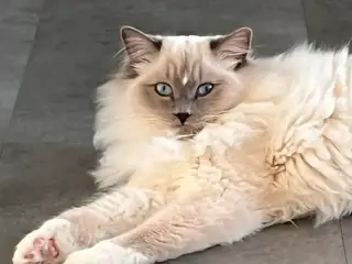 Helligbirma/ragdoll