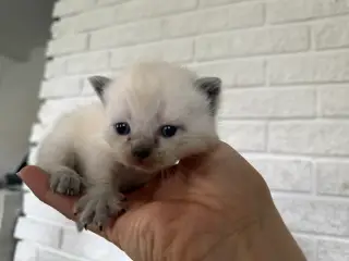 Ragdoll killinger, hunkat og hankat, blå øjne, grå