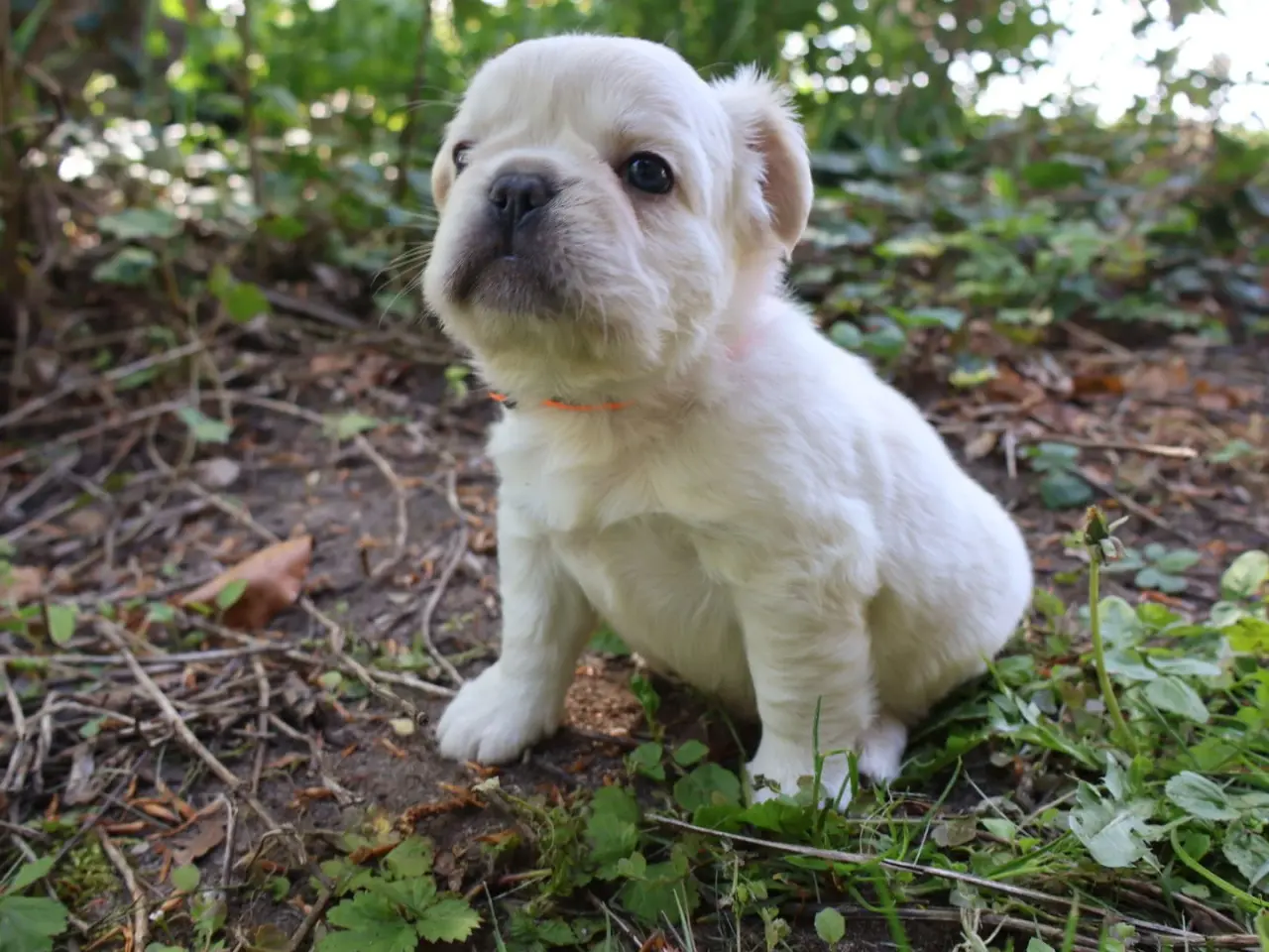 Billede 2 - Fransk bulldog