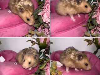 Guldhamster unger