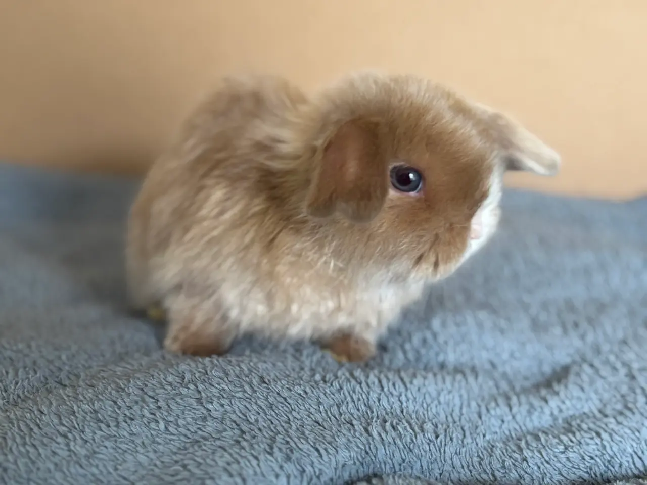 Billede 8 - Ægte Minilop unger søger nye hjem 🐰💛
