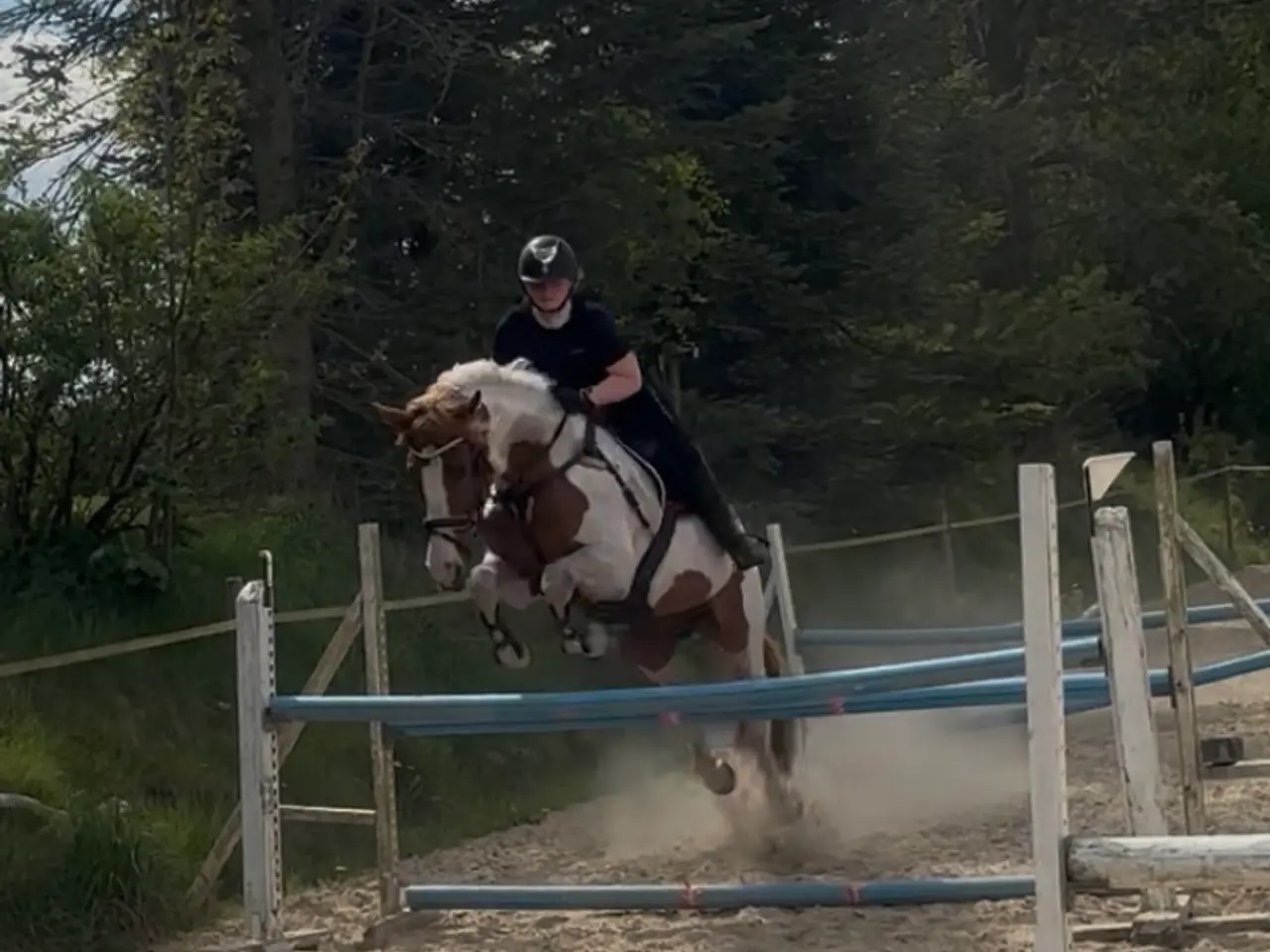 Billede 3 - Perfekt junior hest/ luksus kone hest ❤️ - Mor og