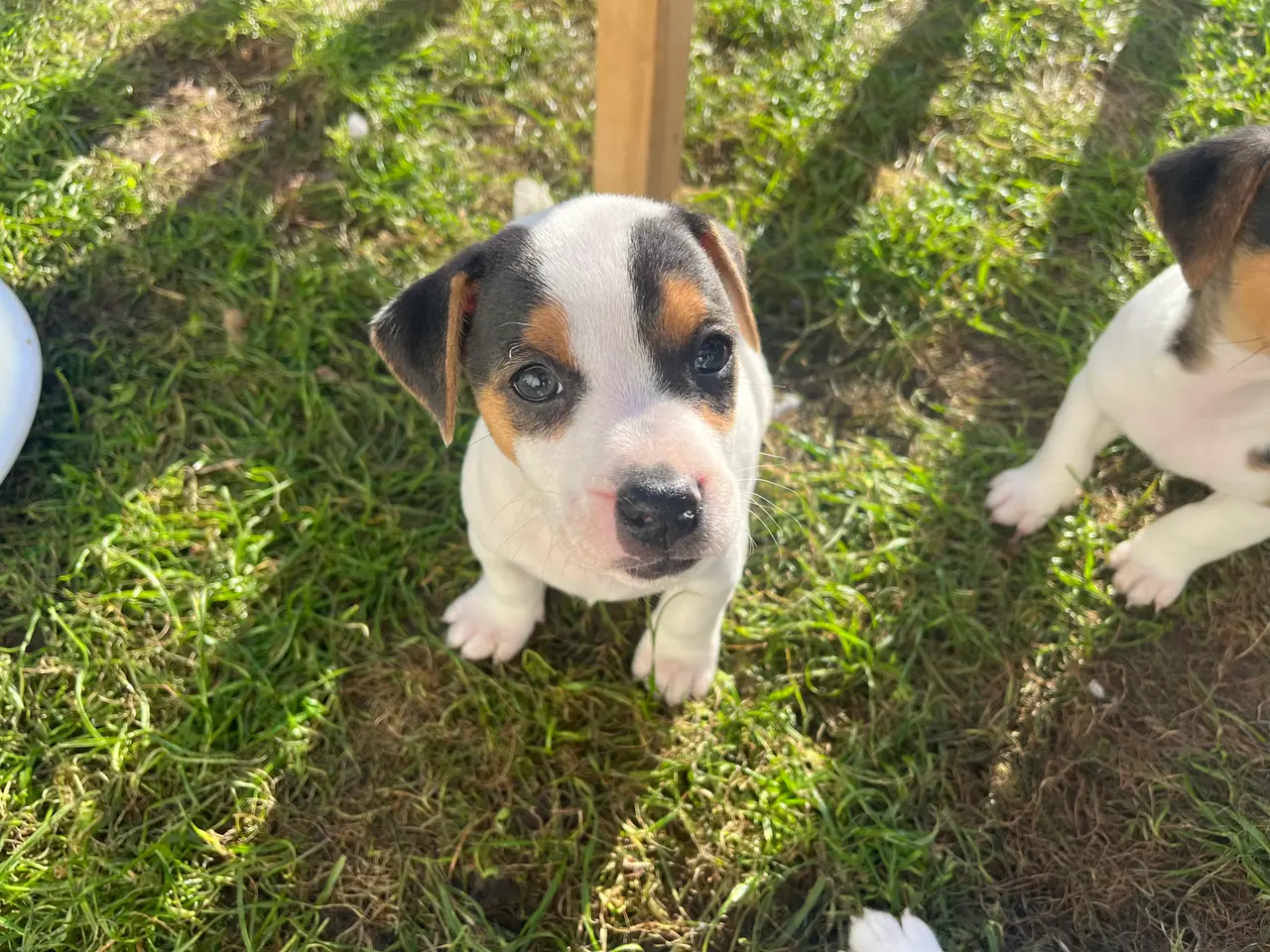 Billede 1 - Jack Russel hvalpe - lavbenede og glathårede
