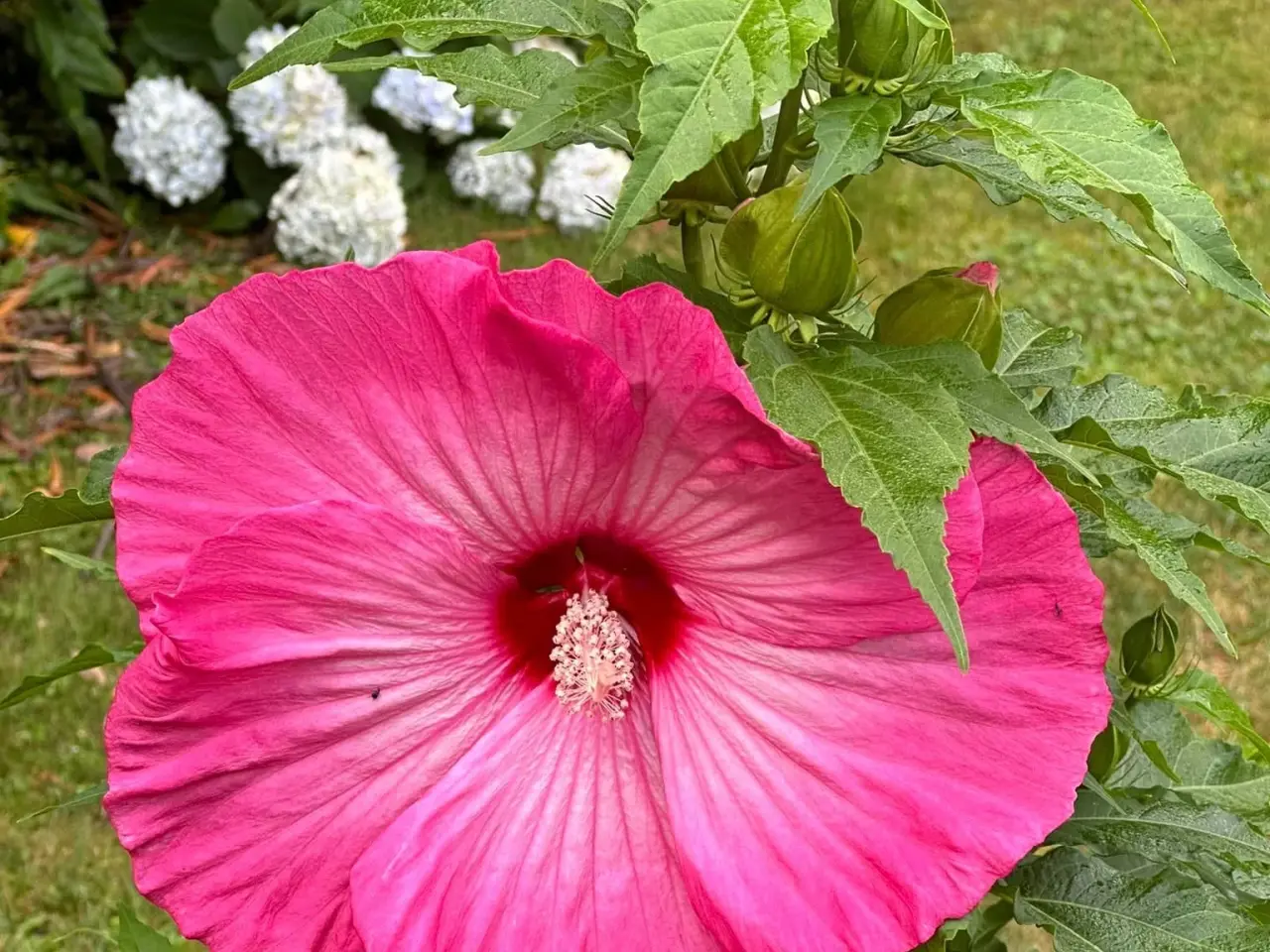 Billede 1 - Pink kæmpe hibiscus