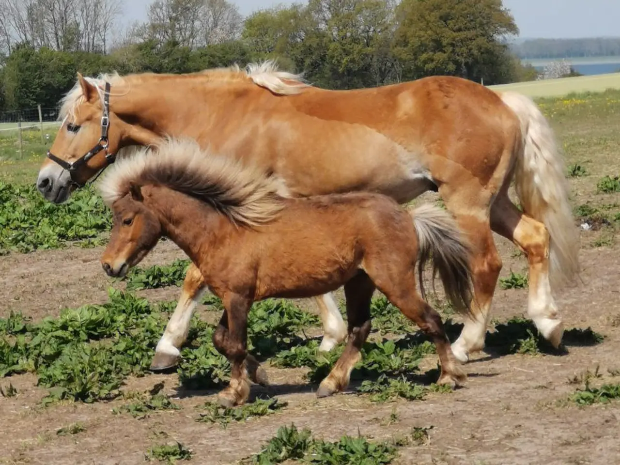 Billede 4 - Amerikanske miniature hingst med fuld stamtavle