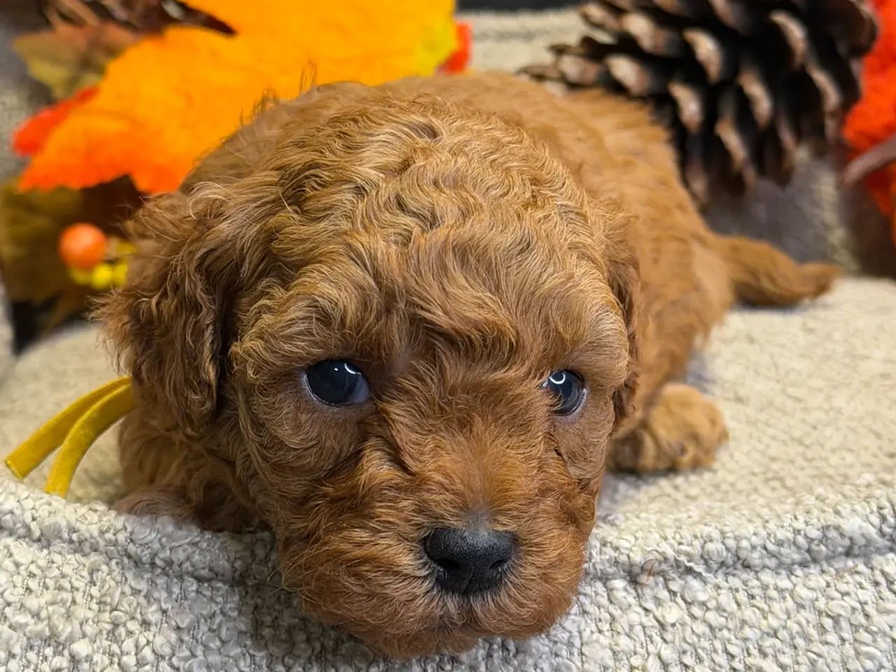 Billede 11 - 🐾✨ Skønne Mini  Maltipoo hvalpe 