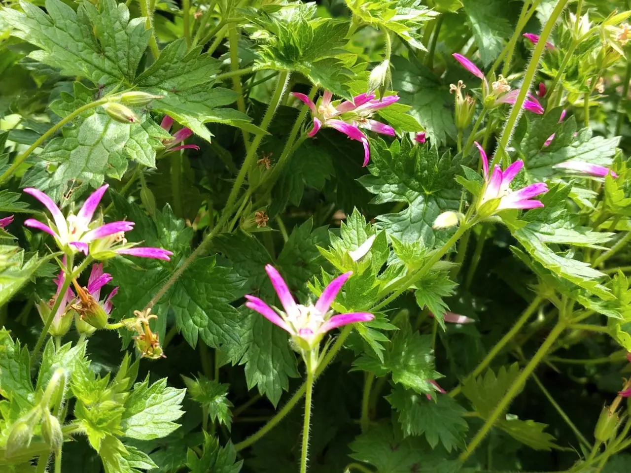 Billede 3 - Geranium Hola Guapa