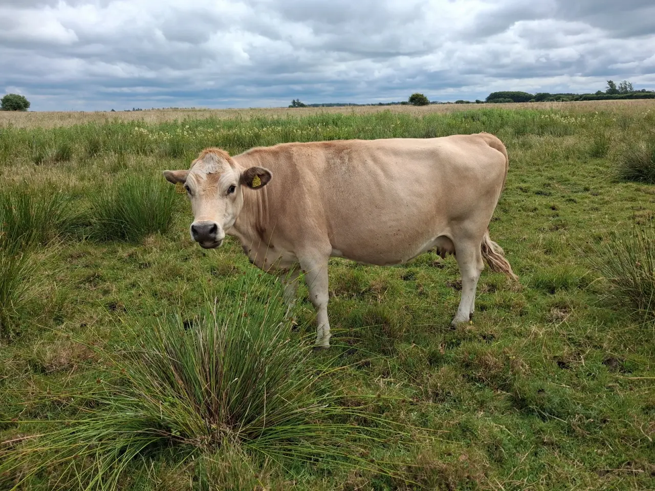 Billede 3 - Simmentaler krydsko.