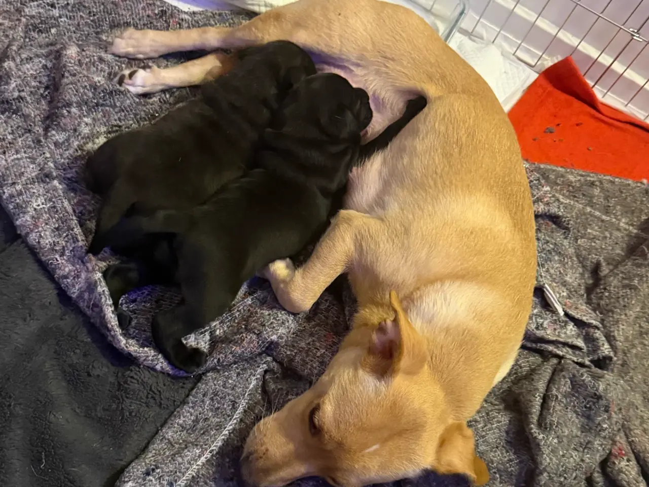 Billede 9 - 🐶 2 skønne hanhvalpe søger deres nye familier ❤️