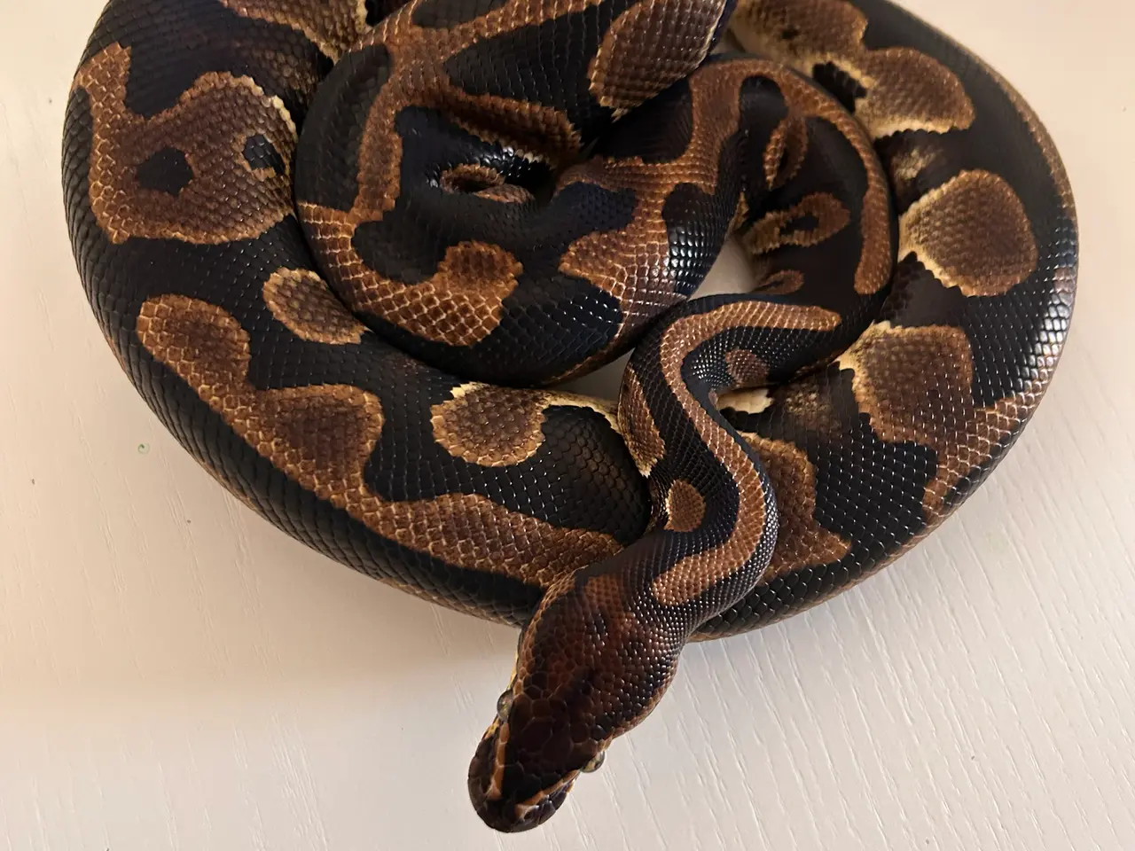 Billede 1 - Kongepython