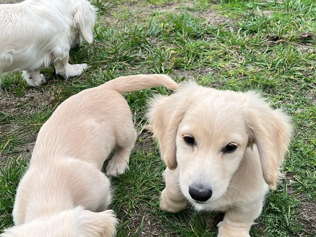 Billede 2 - Blonde gravhunde langhåret