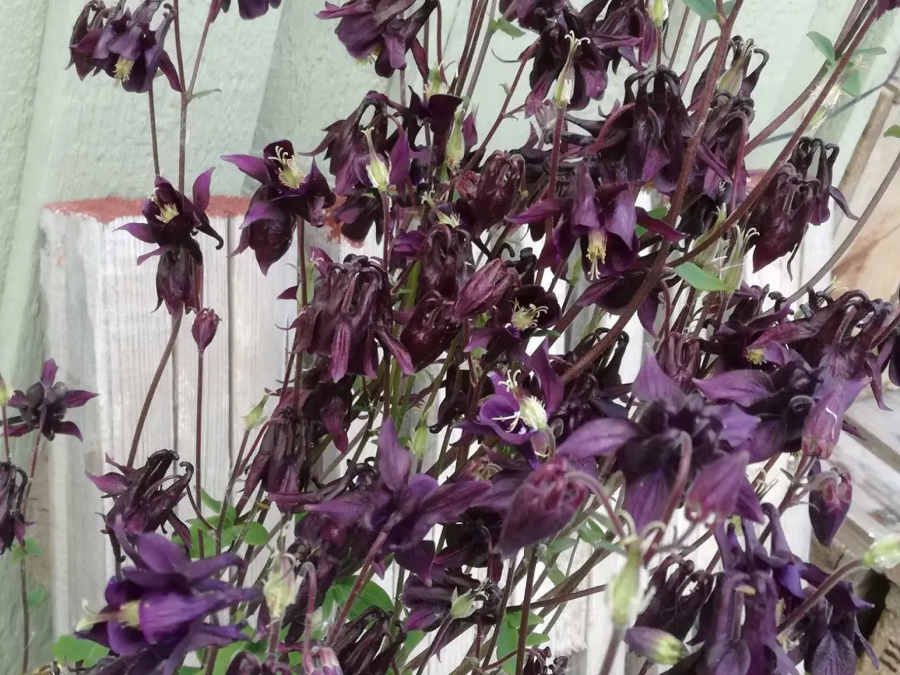 Billede 1 - Perikon, margueritter mv