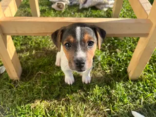 Jack Russel hvalpe - lavbenede og glathårede - 5