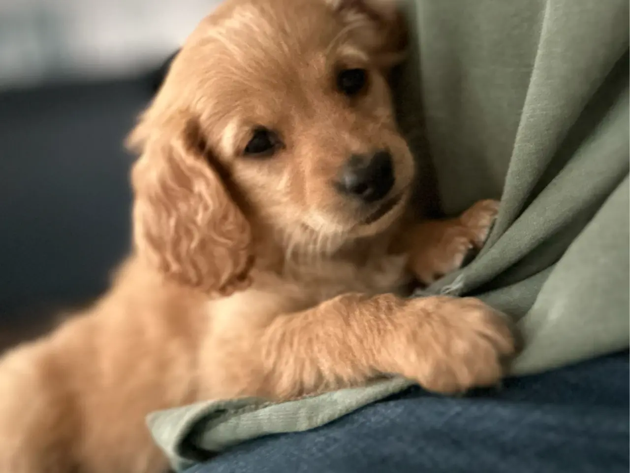 Billede 6 - Goldendoodle + Cavapoo