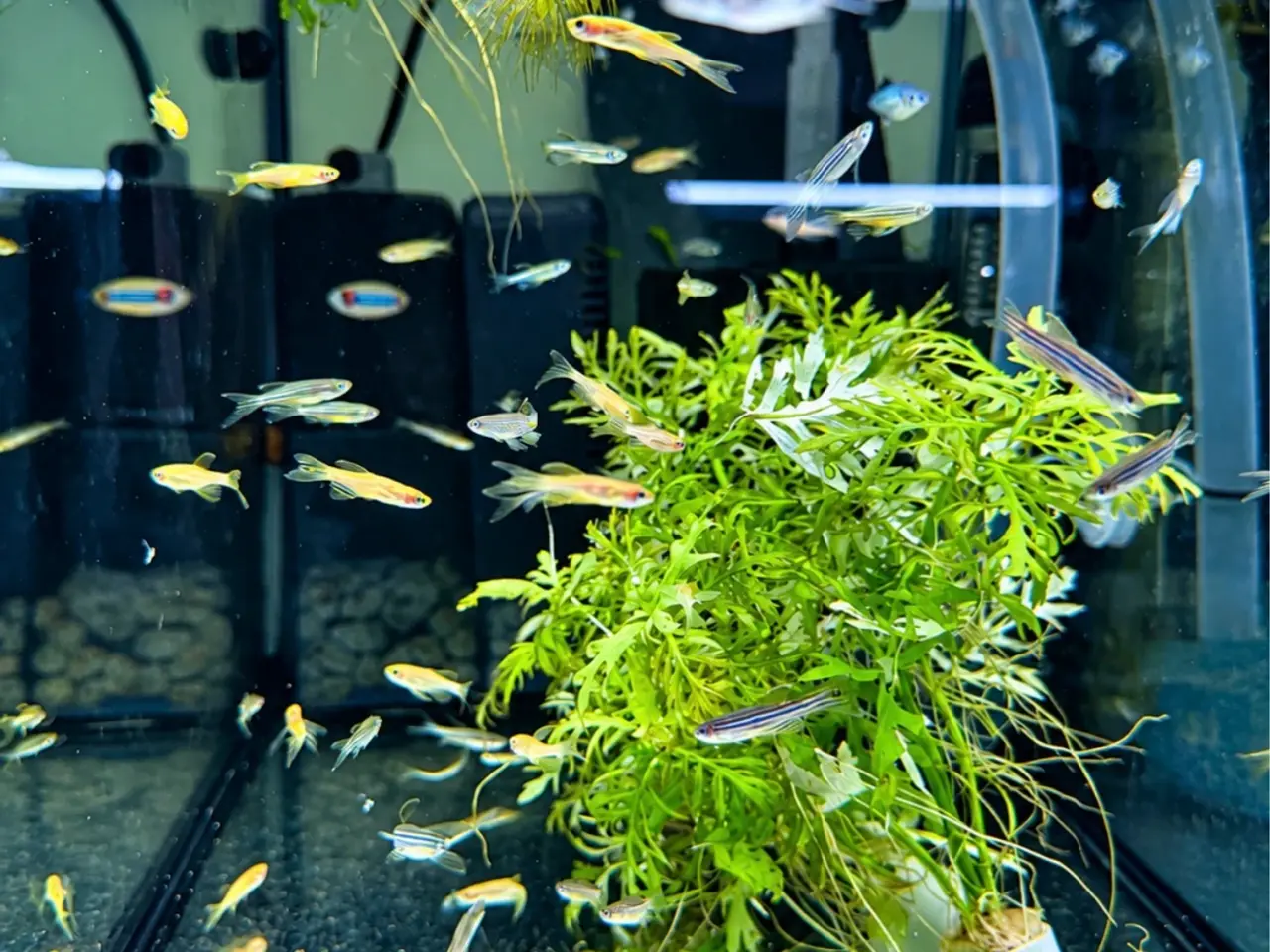 Billede 8 - Danio longfin akvariefisk