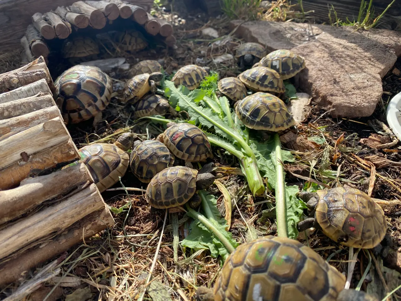 Billede 1 - Landskildpadde