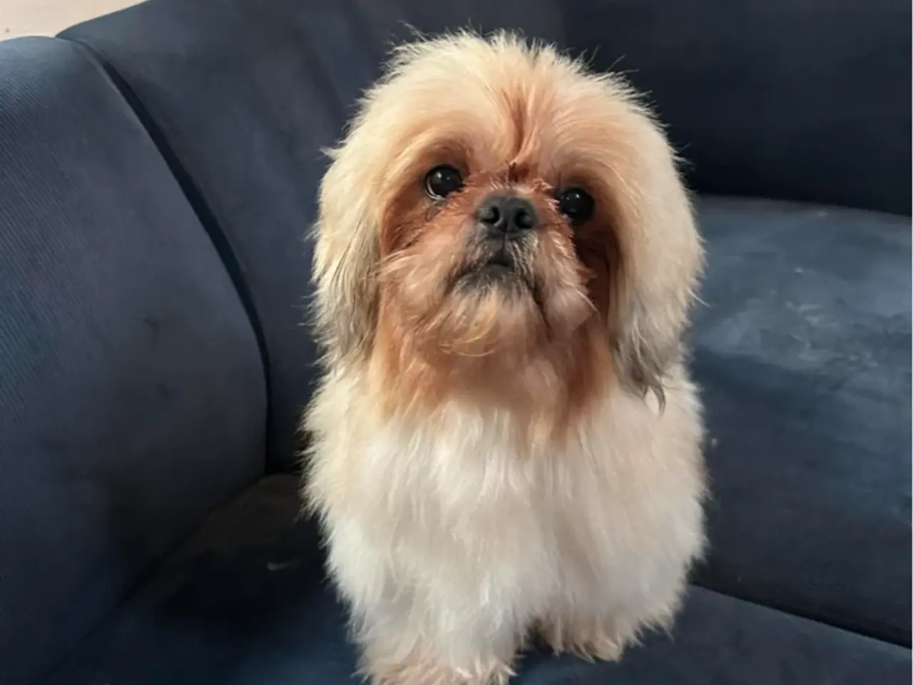 Billede 8 - Lækkerste Shih tzu hvalpe