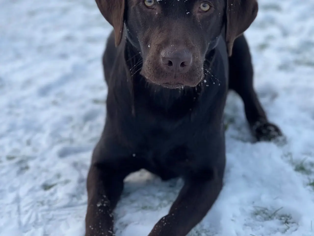 Billede 3 - Kommende labrador hvalpe