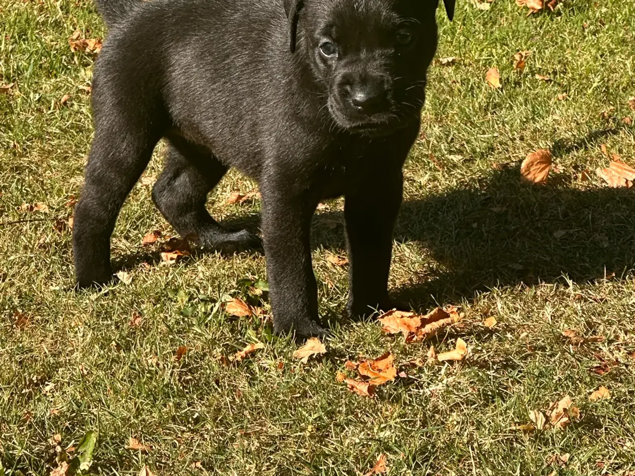Billede 4 - Boxador hvalpe