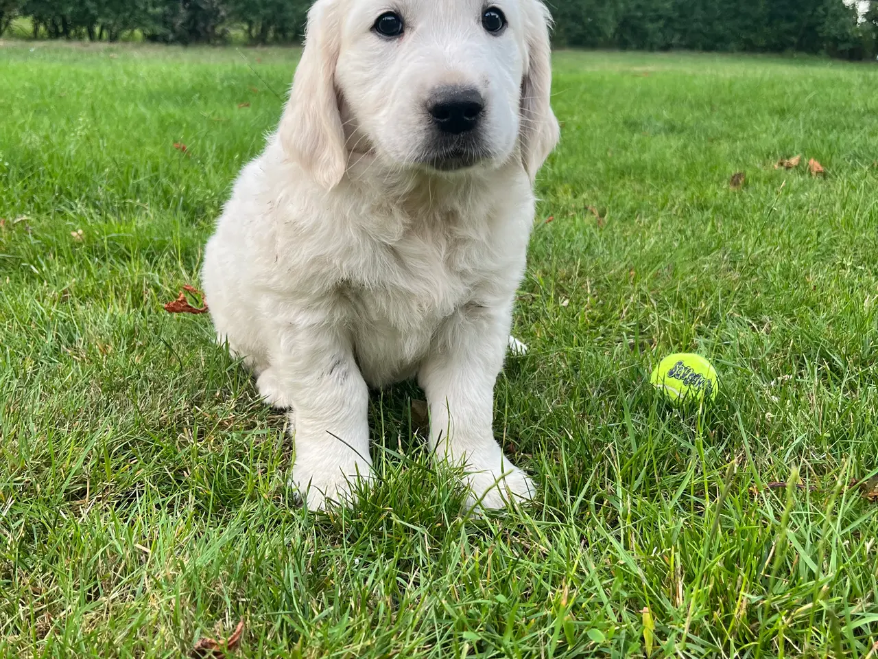 Billede 12 - 4 Golden retriever hvalpe sælges