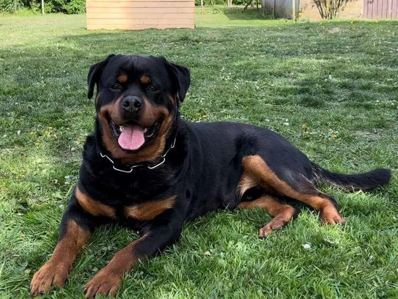 Billede 13 - Rottweiler han til avl