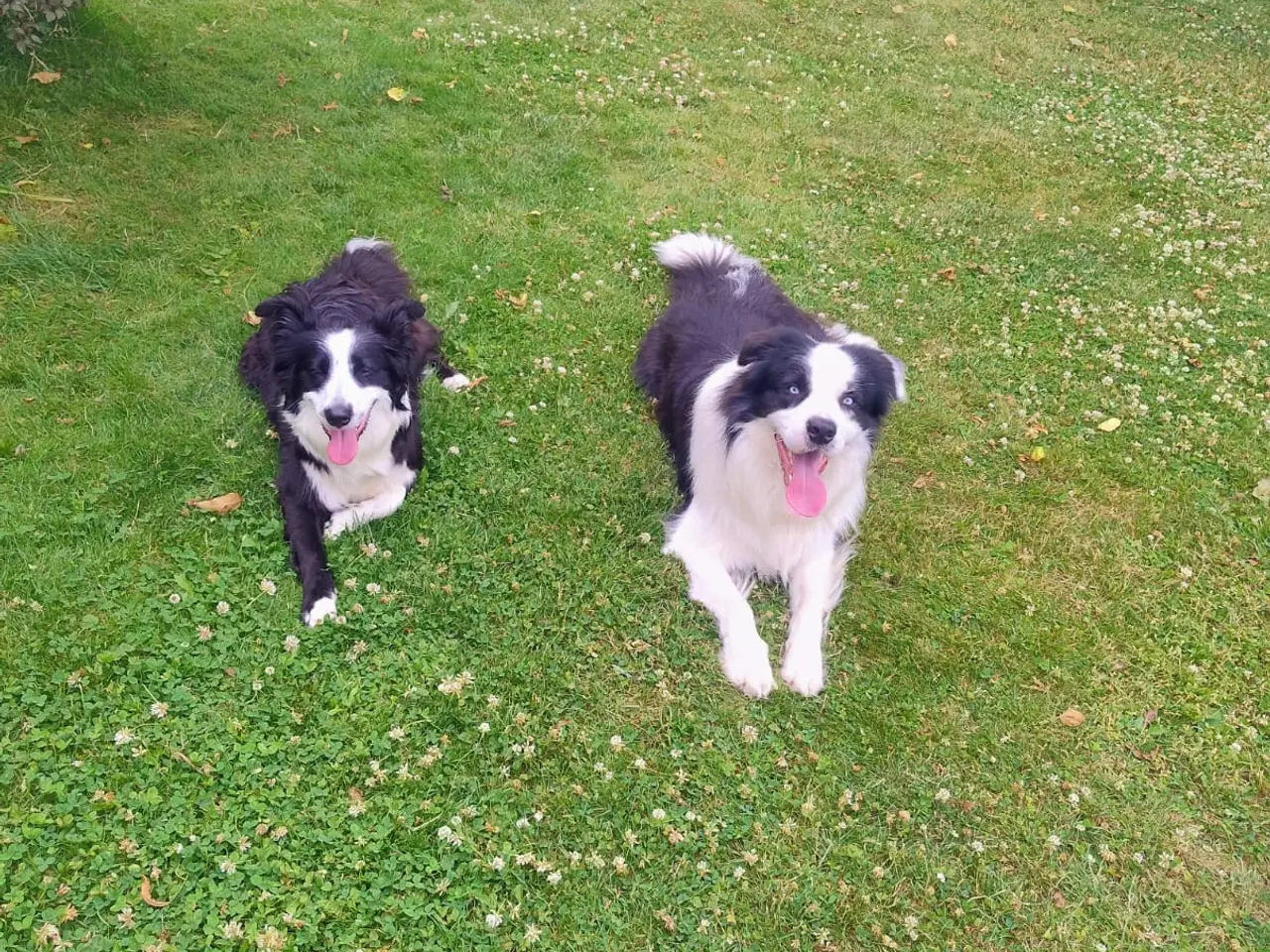 Billede 4 - Border Collie hvalpe