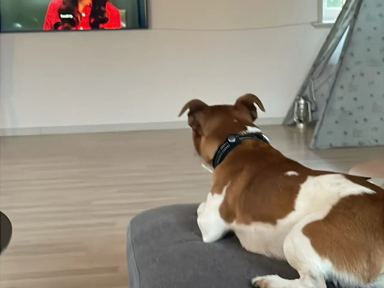 Billede 4 - Skøn hund søger nyt hjem