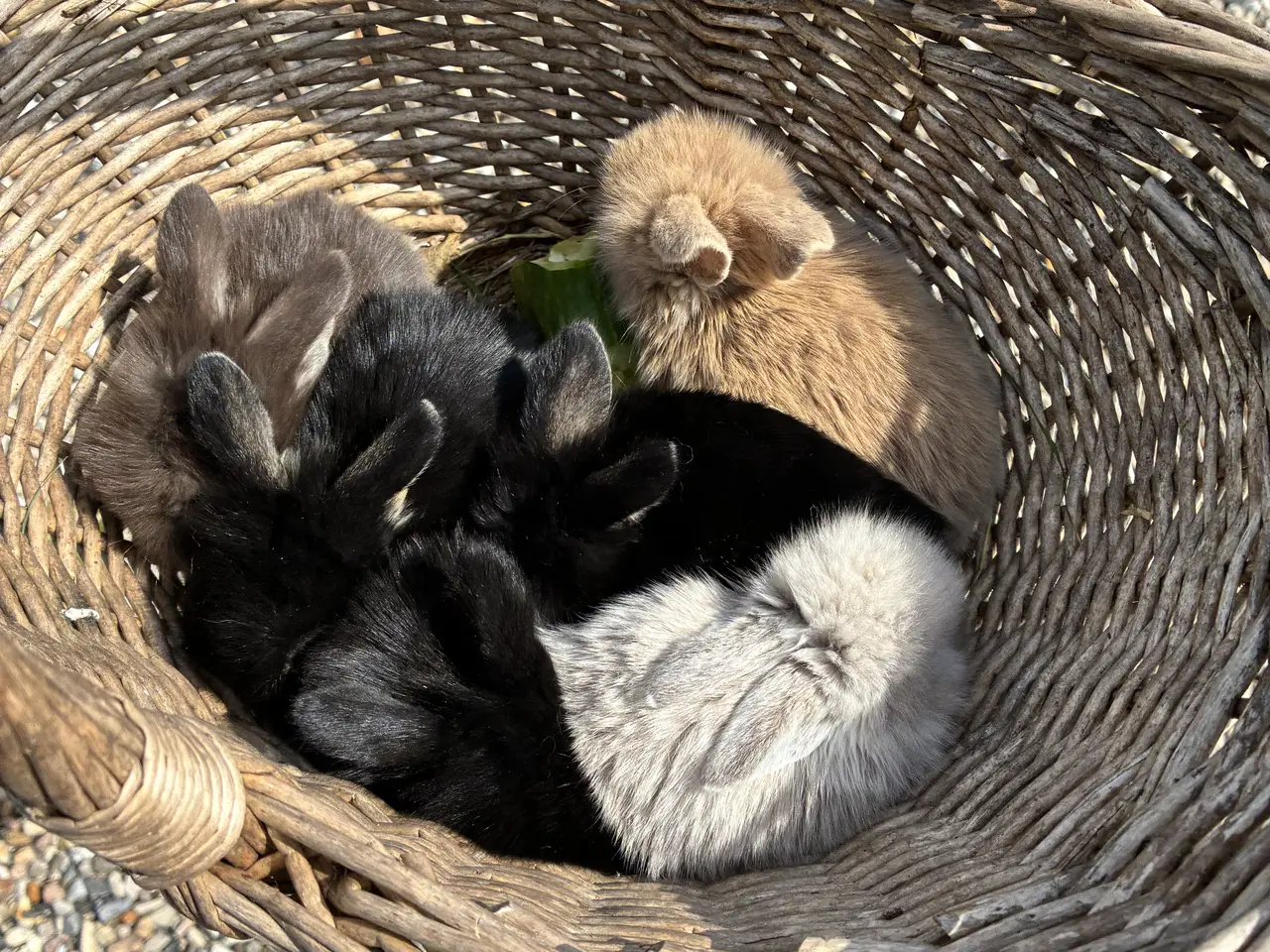 Billede 8 - Minilop lionlop