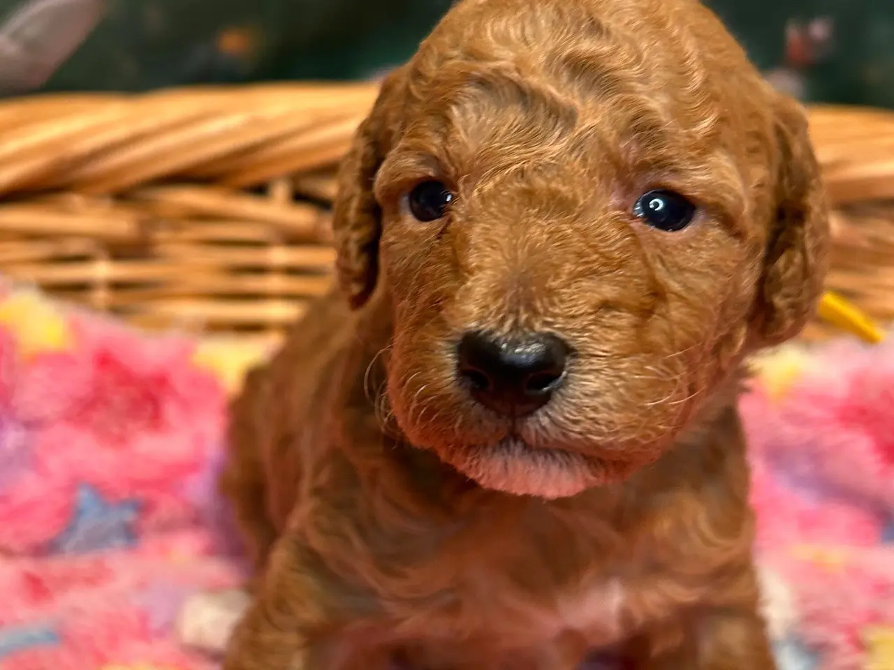 Billede 3 - 🐾maltipoo miniature juni 🐾