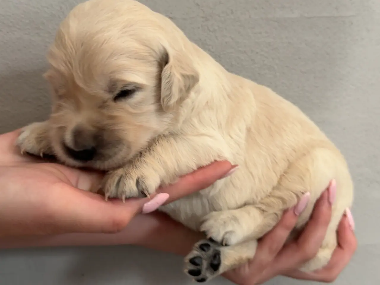 Billede 4 - Golden retriever