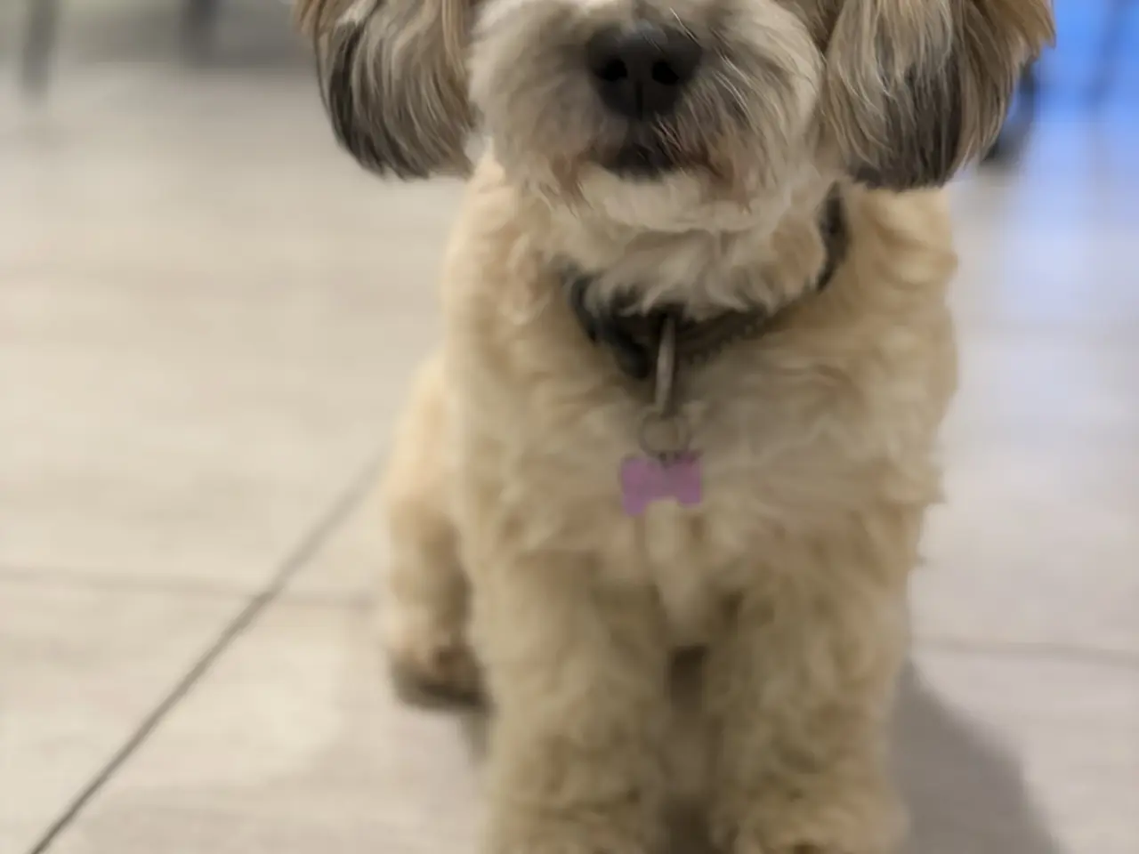 Billede 8 - Bichon havanise og Coton de Tulear blanding