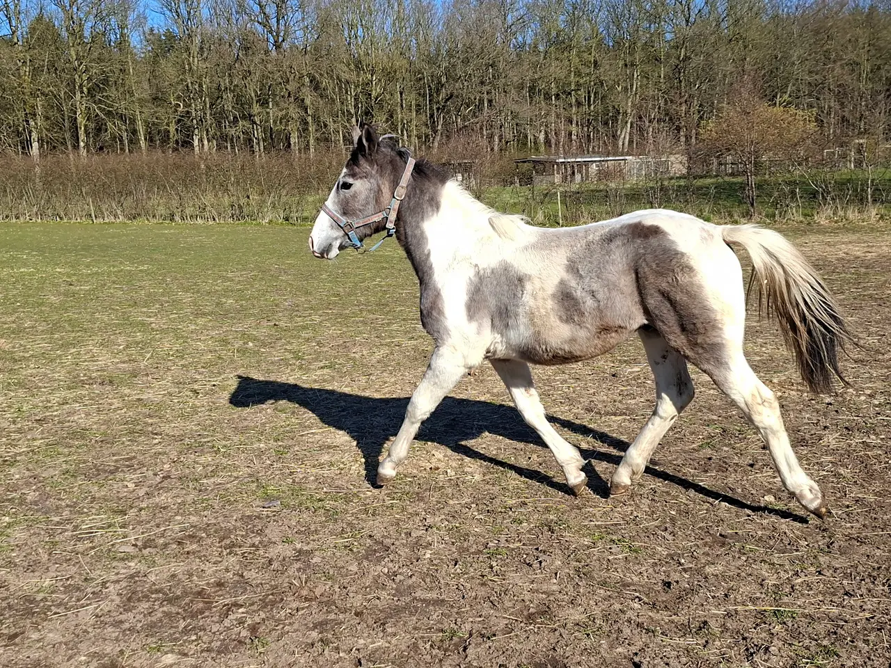 Billede 2 - Skøn kommende spring hest