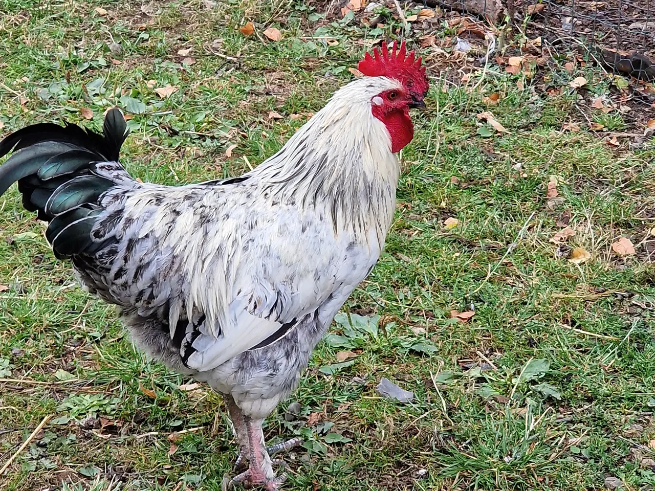 Billede 1 - Flotte blandings haner