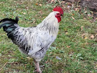 Flotte blandings haner