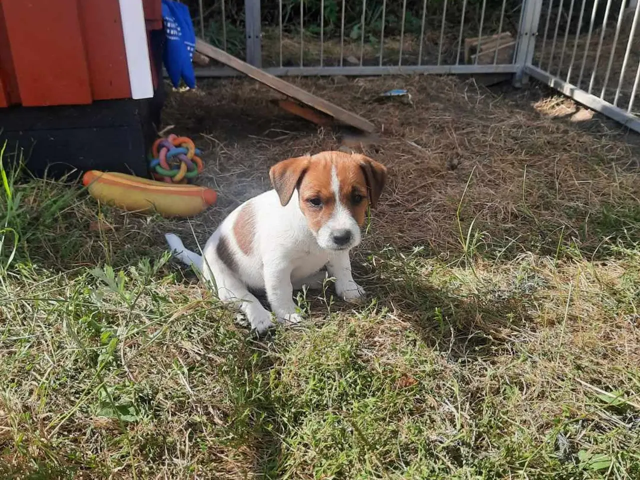 Billede 1 - Jack russel terriere