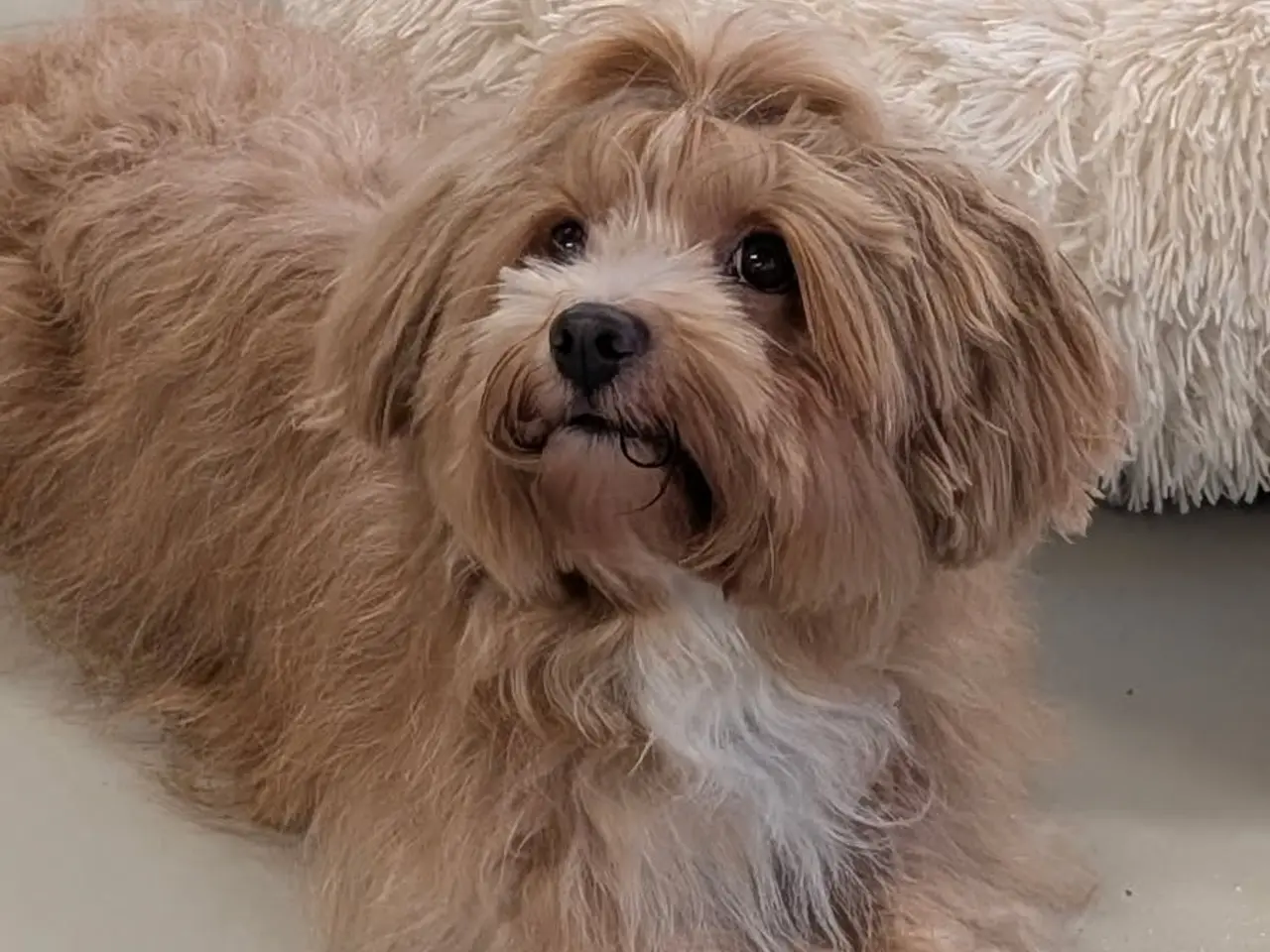 Billede 2 - Bichon Havanaise Han
