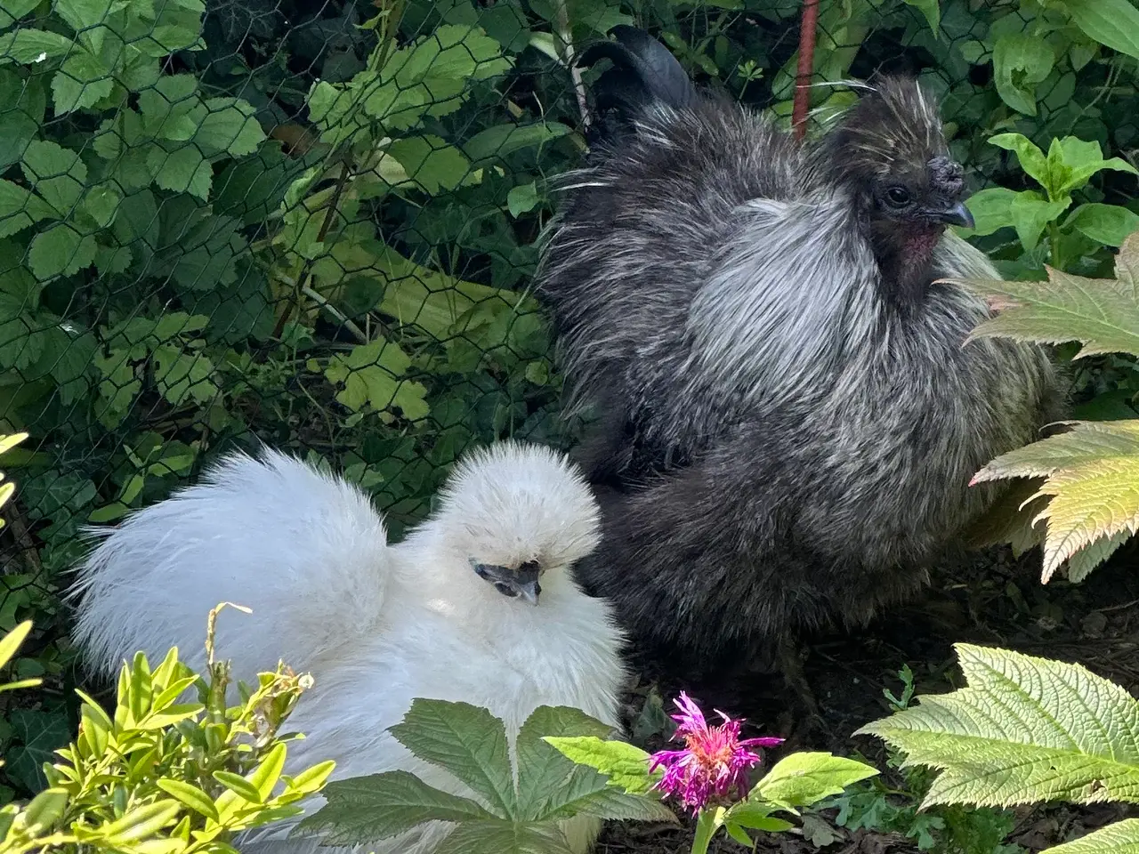 Billede 9 - Silkie sælges 