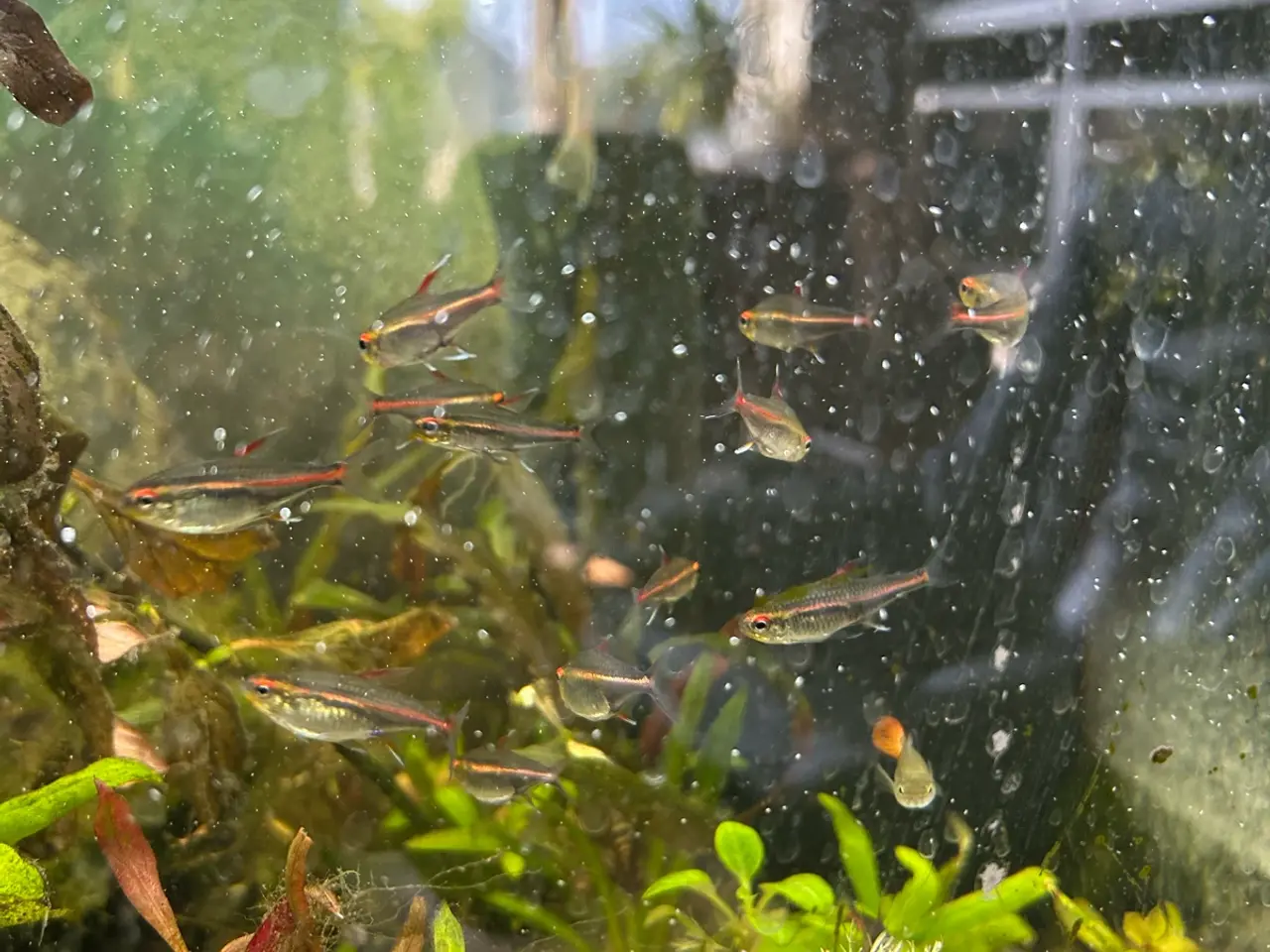 Billede 8 - 🐠 Glødelys Tetra – flotte, sunde stimefisk ✨