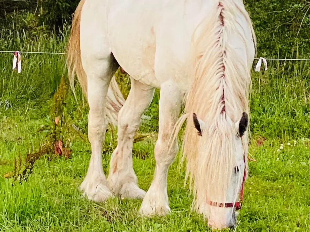 Billede 7 - Irish COB crossbreed