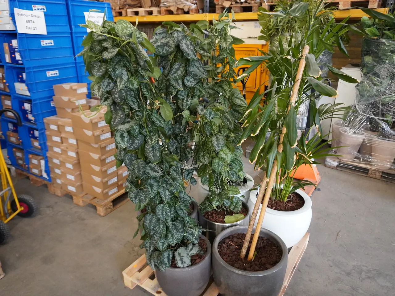 Billede 2 - Palle med div. planter i krukker