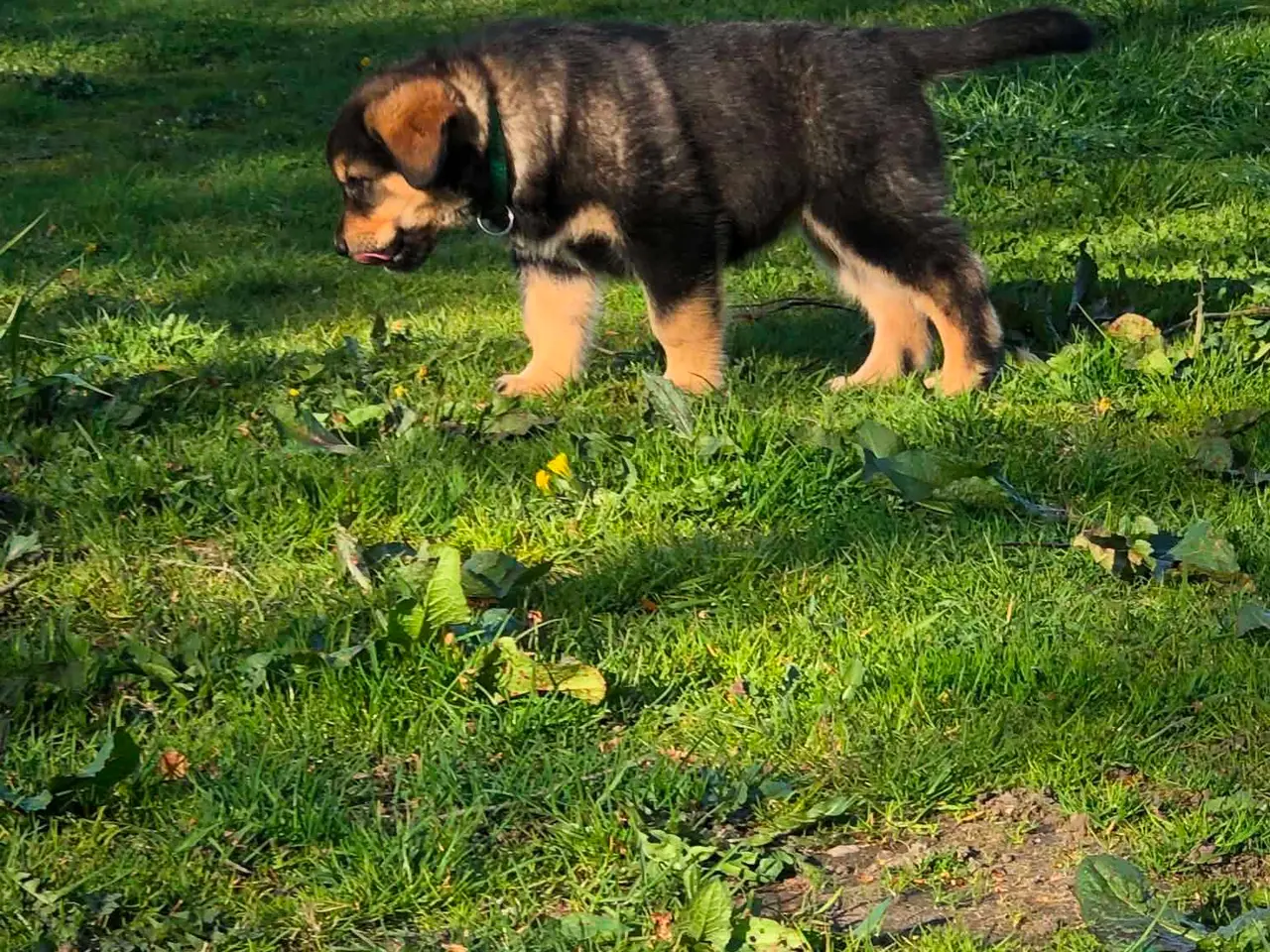 Billede 9 - ROTTWEILER/ALASKAN MALAMUT piger søger nye familie