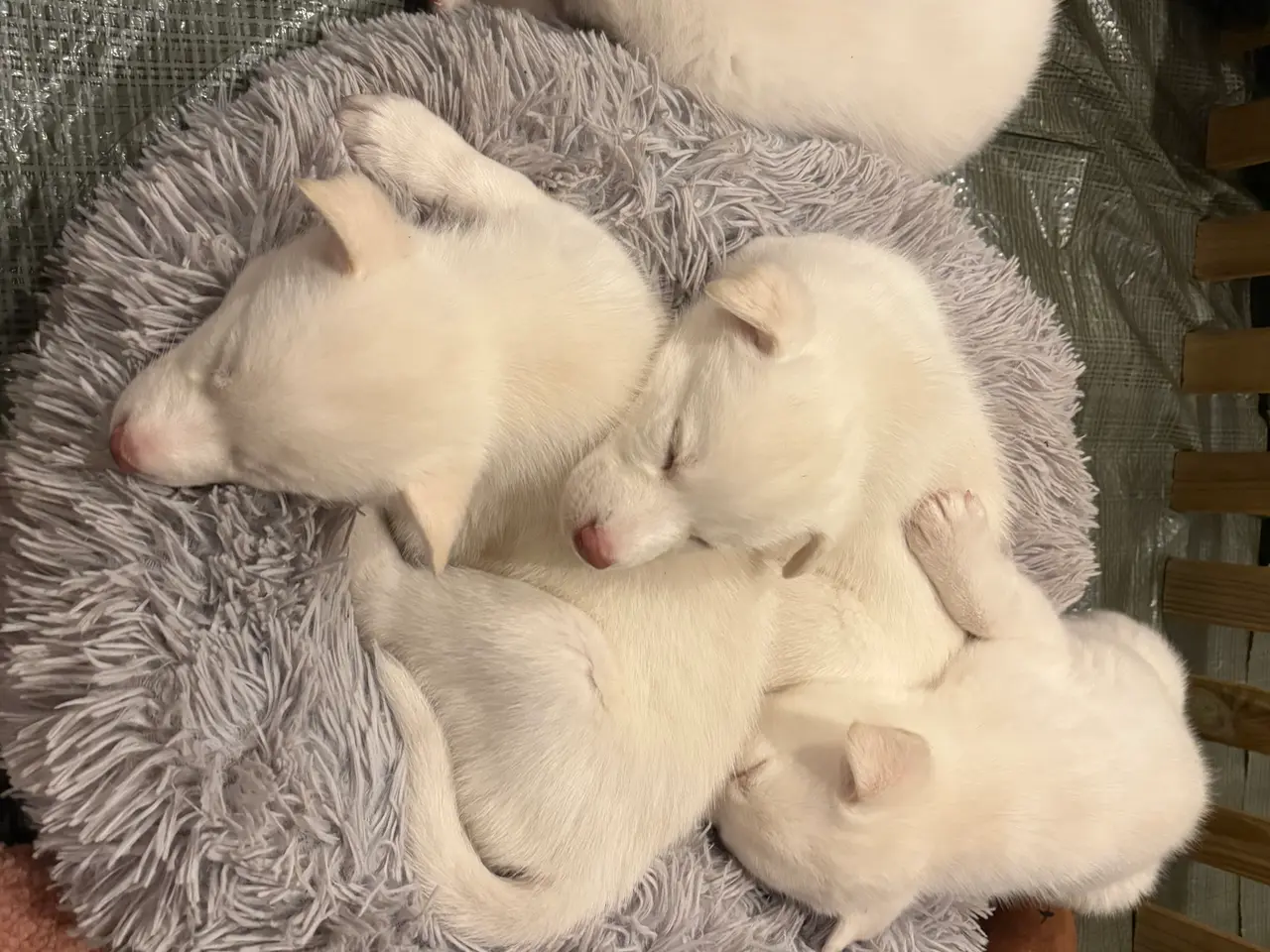 Billede 1 - Små lækre husky hvalpe