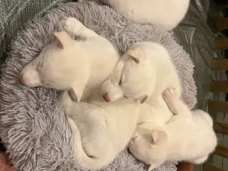 Små lækre husky hvalpe