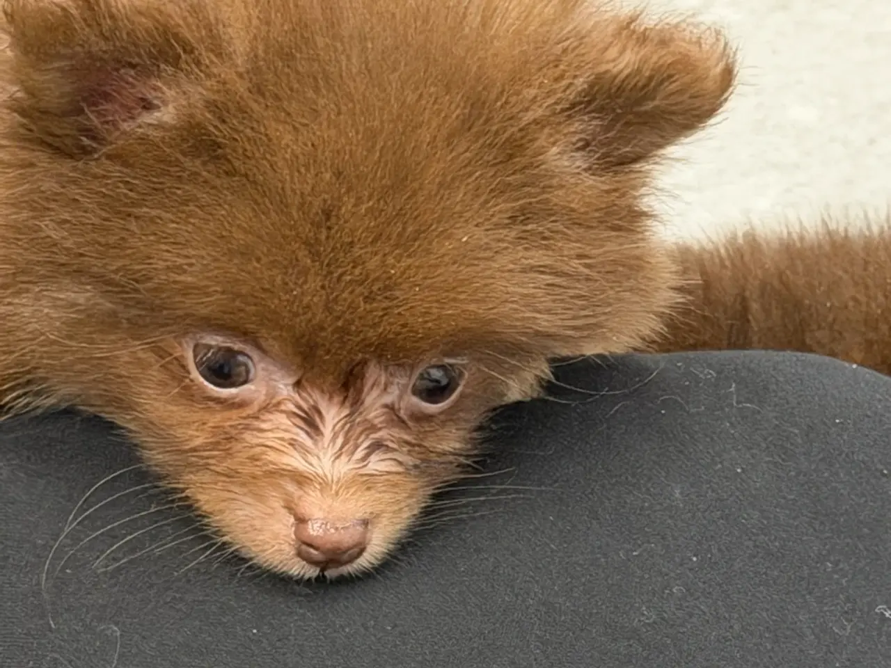 Billede 8 - 🐾💙 3 SMUKKE POMERANIA-DRENGE 💙🐾