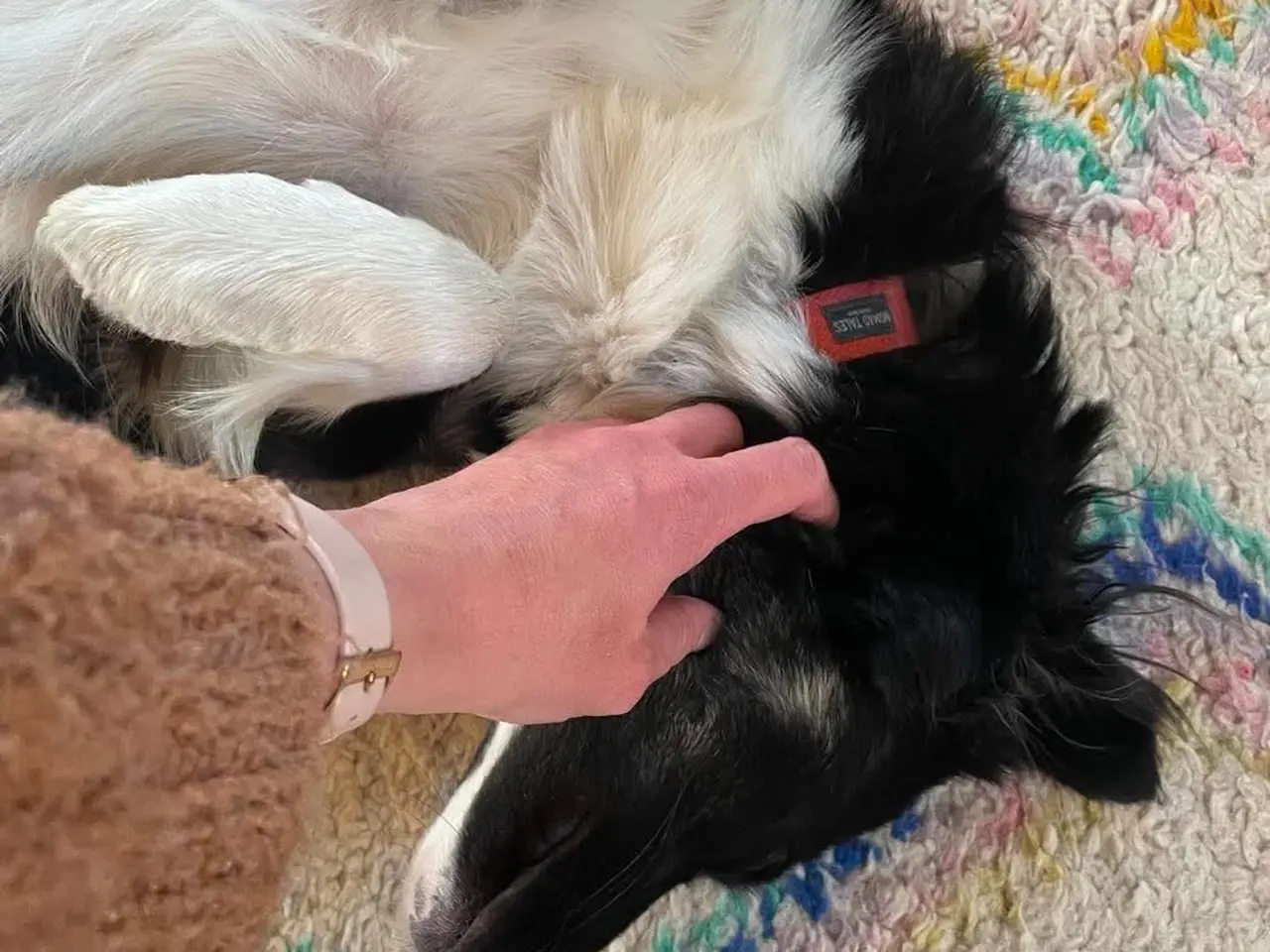 Billede 15 - Skønne Kamille søger nyt hjem 🐶