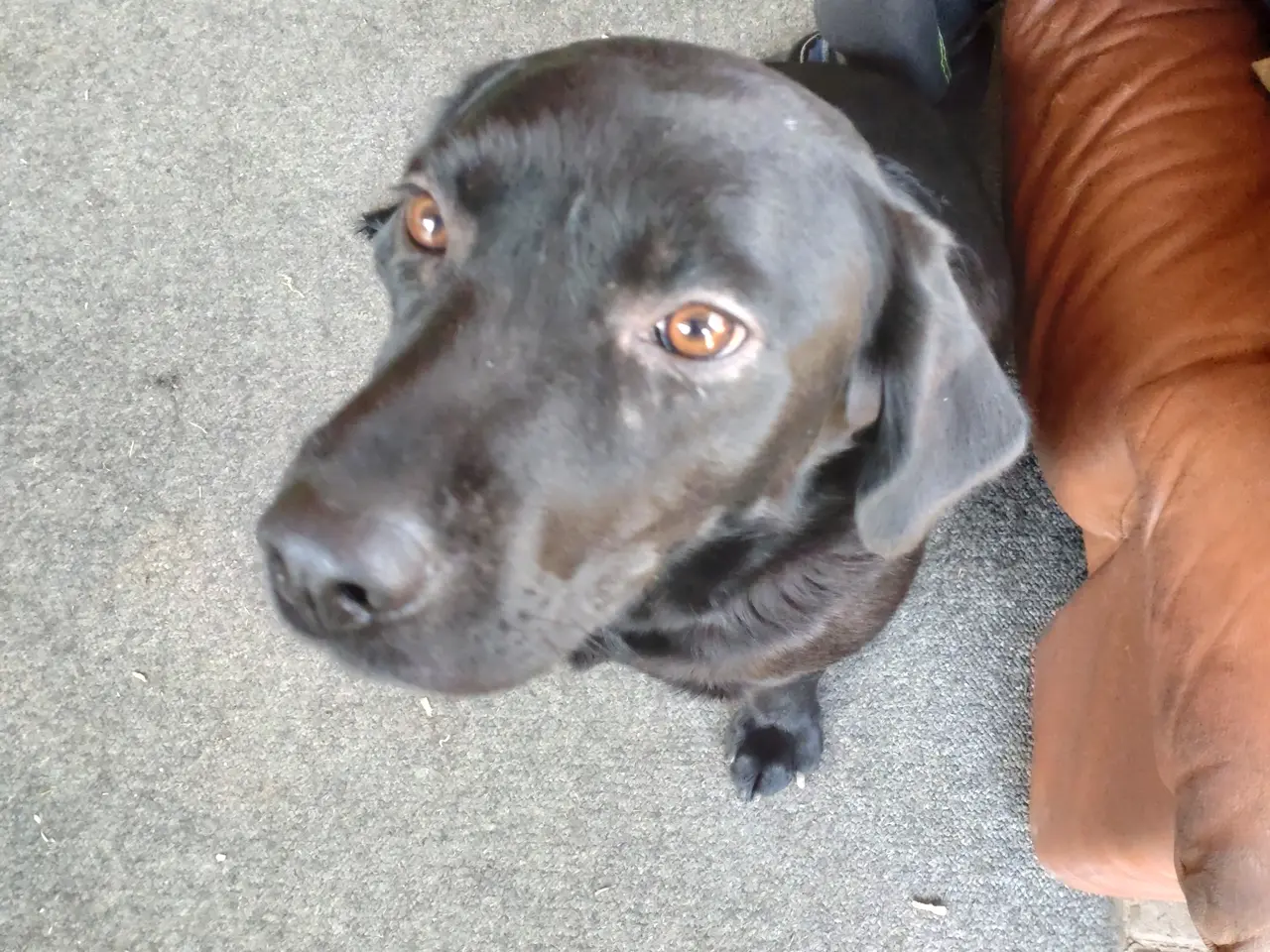Billede 7 - Labrador hvalpe sælges