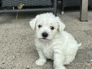 Wee-Chon skøn blanding med Westie og Bichon Frisé